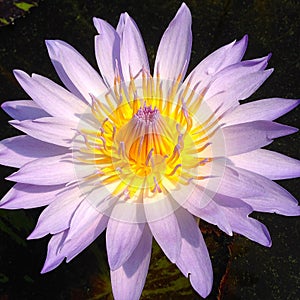 Mauve water lily flower