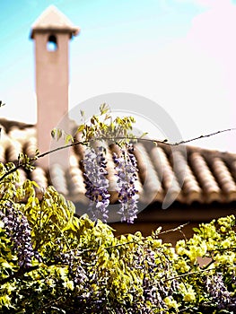 Mauve wisteria on blurry chemney and tiles
