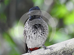 Mavis Bird, Chittagong