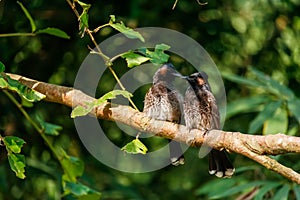Mavis bird couple in love