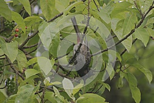 mavis bird about to fly from tree