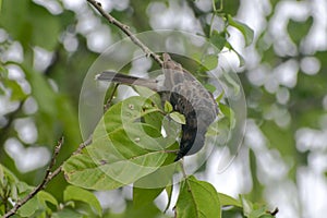 mavis bird searching for food on tree