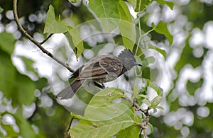 mavis bird sitting on tree