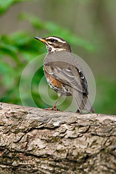 A mavis sits on a branch of a bush