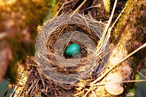 Mavis songbird, Turdus philomelos nest with eggs