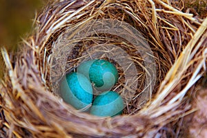 Mavis songbird, Turdus philomelos nest with eggs