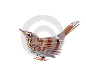 Mavis, Turdus philomelos, closeup