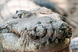 Maw of the crocodile at the mini zoo crocodile farm in Miri.