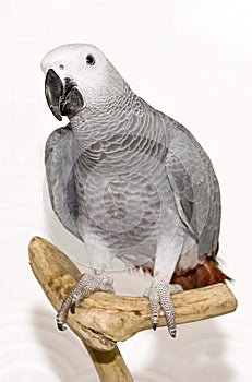 Max the african grey photo
