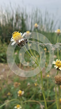 Maxican Daisy and an ant in the field photo