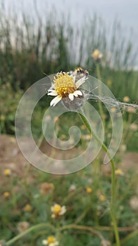 Maxican Daisy in the tropical field photo