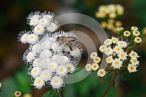 Maxican devil flower with hone Bee close up view