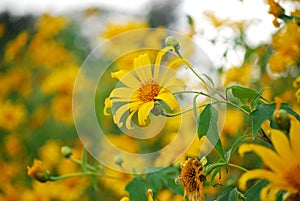 Maxican sunflower photo