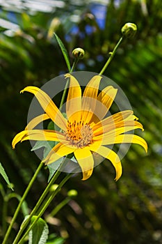 Maxican sunflower or Dok Buatong Blossom in Thailand photo