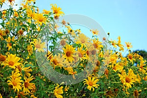 Maxican sunflower photo