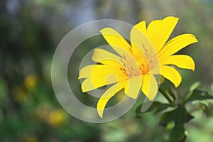 Maxican Sunflower or Tithonia diversifolia on the green background