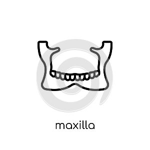 Maxilla icon. Trendy modern flat linear vector Maxilla icon on w photo