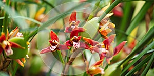 Maxillaria tenuifolia or Coconut pie orchids in botanic garden