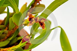 Maxillaria Variabilis Red flower buds. Phalaenopsis flowering of a rare of orchids. White background. Big flowers pot