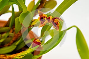 Maxillaria Variabilis Red flower buds. Phalaenopsis flowering of a rare of orchids. White background. Big flowers pot