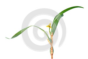 Maxillaria variabilis or Variable Maxillaria orchid with yellow flower and leaves isolated on white background