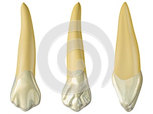 Maxillary canine tooth in the buccal, palatal and lateral views. Realistic 3d illustration of maxillary canine tooth photo