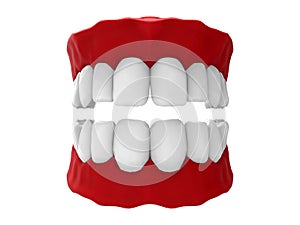 Maxillary dentition illustration