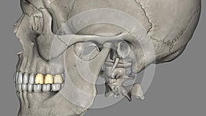 The maxillary first molars are three rooted, two buccal and one palatal