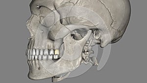 he maxillary third molar, is located very posteriorly on the dental arch