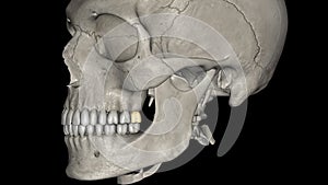 he maxillary third molar, is located very posteriorly on the dental arch