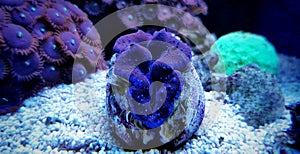 Maxima colored - Tridacna maxima photo