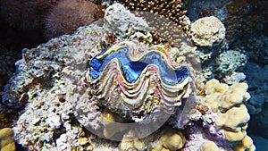 The maxima clam, marine life photo