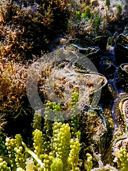 Maxima clam (Tridacna maxima) Underwater photo