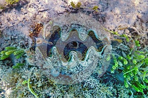 Maxima clam (Tridacna maxima) Underwater photo
