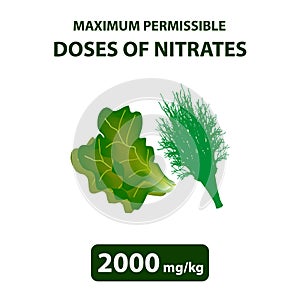 The maximum allowable dose of nitrates in dill, salad. Nitrates in vegetables and fruits. Infographics. Vector illustration