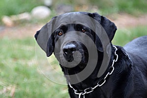 Maxwell H Aquaman Male Black Lab Stock Photo by ZDS