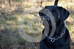 `Maxwell` Male Black Lab offset