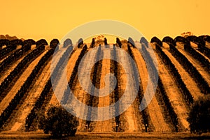 Maxwell's McLaren Vale Vineyard photo