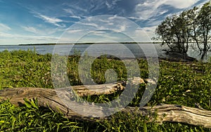 MAY 1, 2019 Driftwood along Mississippi River, South of New Madrid, MO