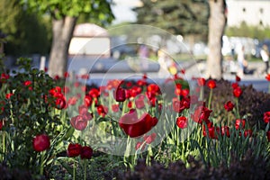 May 15, 2021. Spring resort town Truskavets. Flowering red tulips in the center of Truskavets