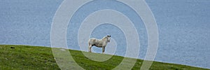 MAY 19, 2019, Standing Rock Indian Reservation, ND, USA - Horse overlooking Missouri River at Standing Rock Indian Reservation,