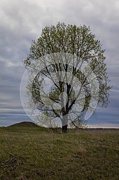 MAY 19,2019 STANDING ROCK RESERVATION N DAKOTA Lone tree and Indian Mound on Standing Rock Indian Reservation, Fort Yates, North