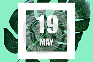 may 19th. Day 19 of month,Date text in white frame against tropical monstera leaf on green background spring month, day