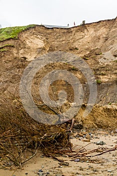 May 2021 aftermath of huge cliff landslip at Nefyn, Llyn Peninsula, Wales fallen tree
