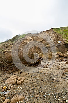 May 2021 aftermath of huge cliff landslip at Nefyn, Llyn Peninsula, Wales fallen tree