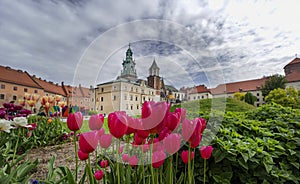 May 2023. Beautiful colorful tulips on the background of the Wawel Castle in Krakow, Poland. Selective focus