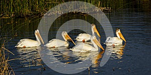 MAY 26 2019, IRRIGON OREGON, USA - Irrigon Hatchery and Nature Sanctuary on Columbia River, Irrigon, Oregon, Morrow County