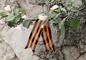 May 9 holiday. Ribbon of St.George on blooming applebranch. Symbol of Victory Day 1945