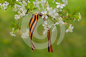 May 9 holiday. Ribbon of St.George on blooming cherry branch. Symbol of Victory Day 1945