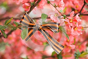 May 9 holiday. Ribbon of St.George on blooming cherry branch. Symbol of Victory Day 1945
